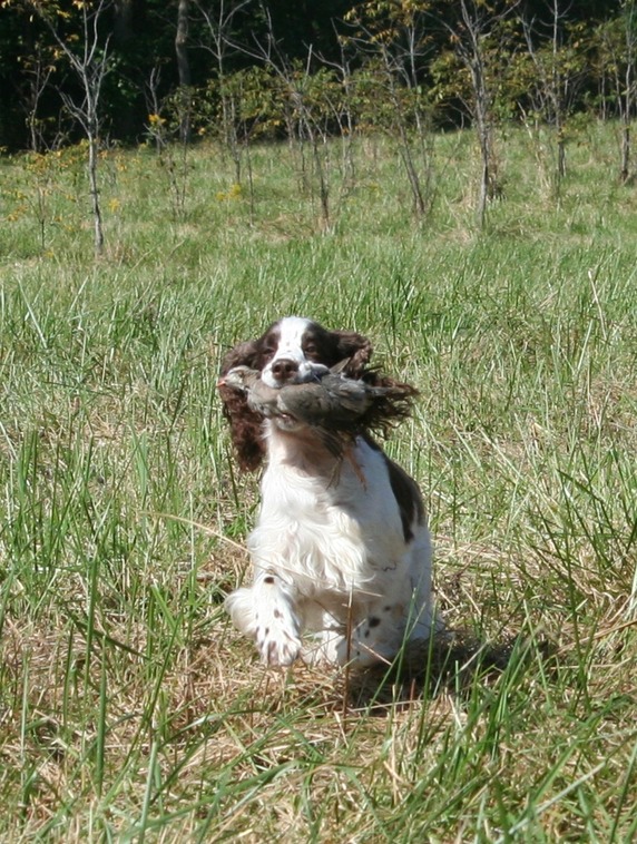 chessy creek welsh springer spaniels